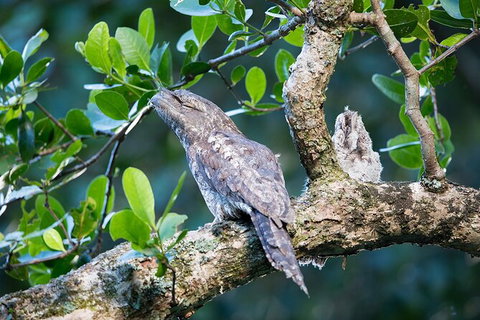 Daintree River Sunset Cruise - Attractions Sydney 4