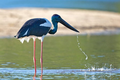 Daintree River Sunset Cruise - Attractions Sydney 8