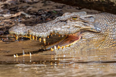 Daintree River Sunset Cruise - Attractions Sydney 6