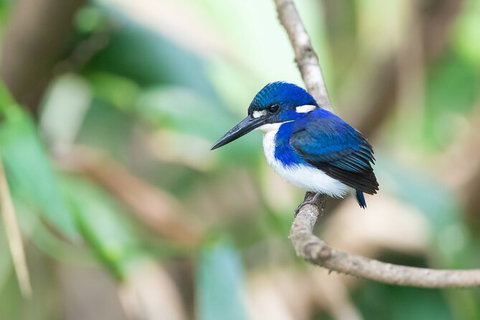 Daintree River Sunset Cruise - Attractions Sydney 10