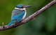 Daintree River Sunset Cruise - thumb 5