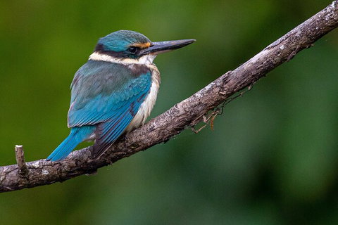 Daintree River Sunset Cruise - Attractions Sydney 5