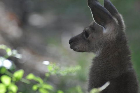 3-Day Family Outback Explorer Tour Of Cunnamulla - Attractions Sydney 1