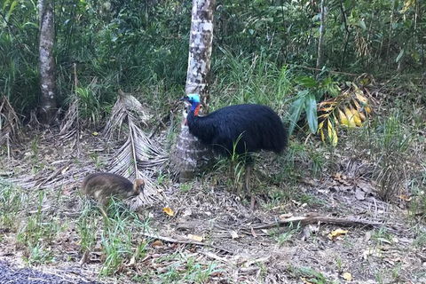Daintree Luxury Limousine Tour - Full Day - Attractions Sydney 8