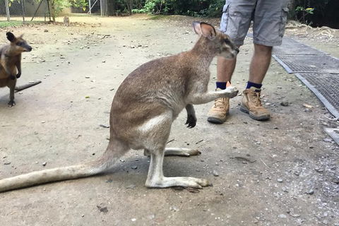 Daintree Luxury Limousine Tour - Full Day - Attractions Sydney 10