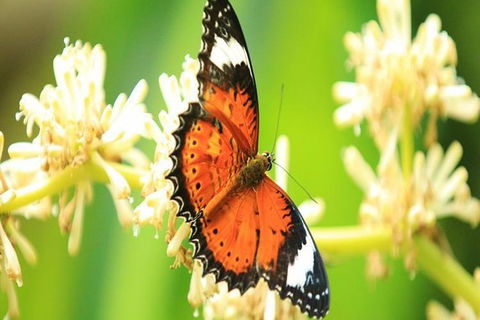 Kuranda Day Tour + HotAir Balloon Combo - Attractions Sydney 7