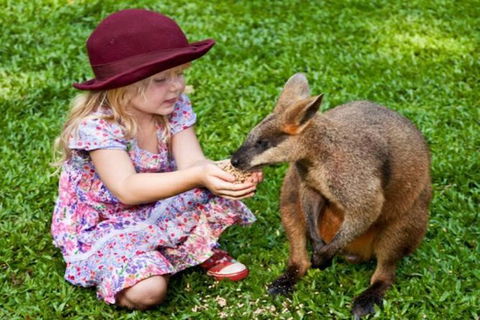 Kuranda Day Tour + HotAir Balloon Combo - Attractions Sydney 14