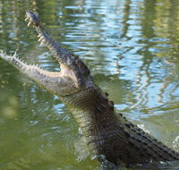 The adventure begins at Hartley's the best crocodile show in Australia - Attractions Sydney