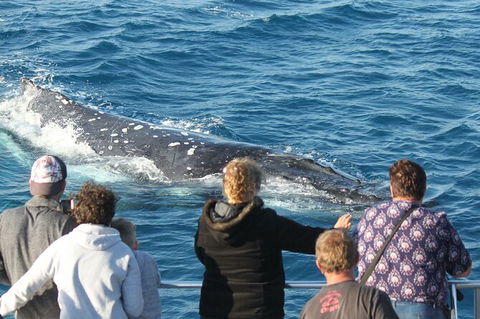Half-Day Whale Watching In Urangan - Attractions Sydney 5