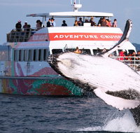 Half-Day Whale Watching in Urangan - Attractions Sydney