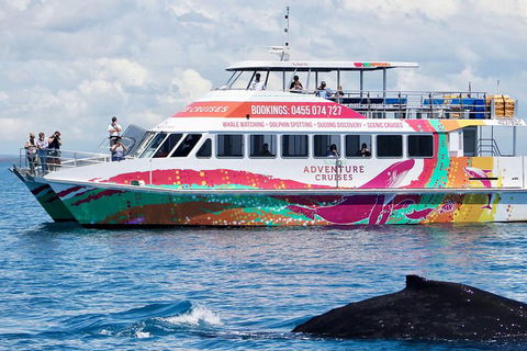 Half-Day Whale Watching In Urangan - Attractions Sydney 1