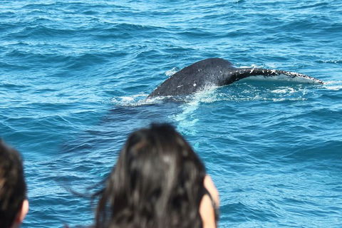 Half-Day Whale Watching In Urangan - Attractions Sydney 7