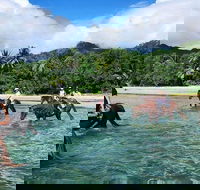 Afternoon Beach Horse Ride in Cape Tribulation - Attractions Sydney