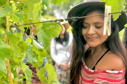 Hinterland Heritage Wine Tour - Attractions Sydney 8