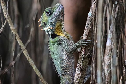 Mossman Gorge Adventure Day - Attractions Sydney 3