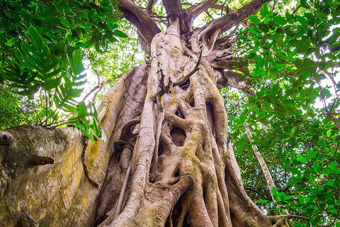 Mossman Gorge Adventure Day - Attractions Sydney 5