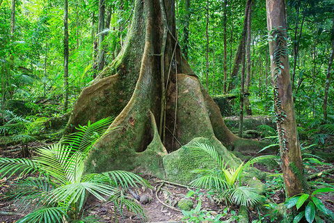 Mossman Gorge Adventure Day - Attractions Sydney 1
