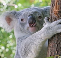 Virtual Interactive Australian Wildlife Tour With Private Guide-Wildlife Habitat - Attractions Sydney