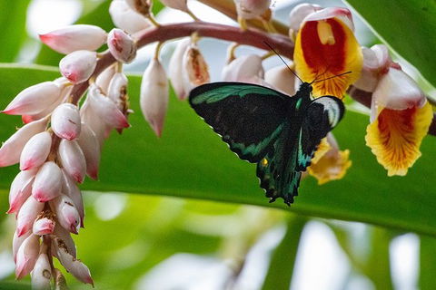 Australian Butterfly Sanctuary- Virtual Interactive Tour With Private Guide - Attractions Sydney 0