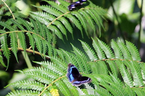 Australian Butterfly Sanctuary- Virtual Interactive Tour With Private Guide - Attractions Sydney 3