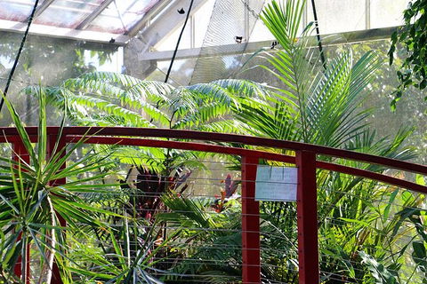 Australian Butterfly Sanctuary- Virtual Interactive Tour With Private Guide - Attractions Sydney 2