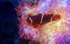 Cairns Aquarium By Twilight With 3 Course Dinner - thumb 6