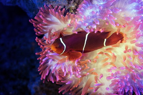 Cairns Aquarium By Twilight With 3 Course Dinner - Attractions Sydney 6