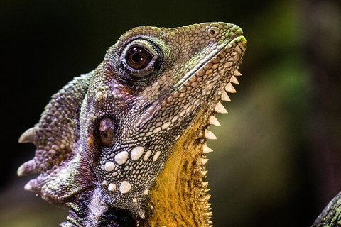 Cairns Aquarium By Twilight With 3 Course Dinner - Attractions Sydney 5