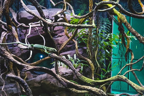 Cairns Aquarium By Twilight With 3 Course Dinner - Attractions Sydney 8
