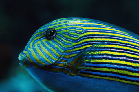Cairns Aquarium By Twilight With 3 Course Dinner - Attractions Sydney 4