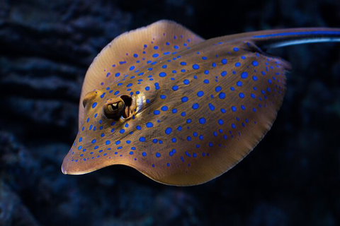 Cairns Aquarium By Twilight With 3 Course Dinner - Attractions Sydney 2