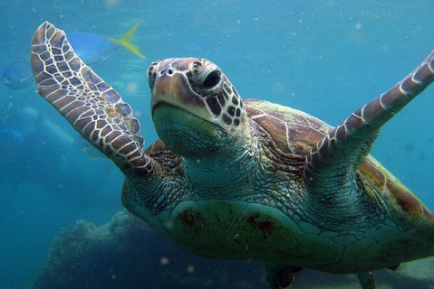 2 Night Whitsunday Islands Cruise On Atlantic Clipper From Airlie Beach - Attractions Sydney 6