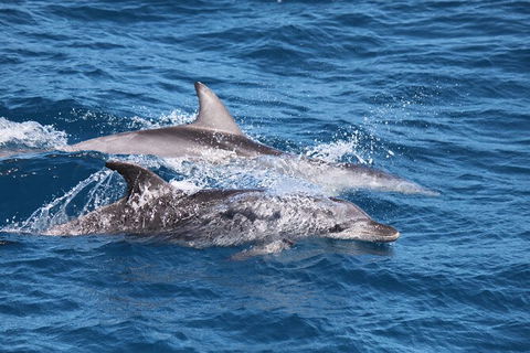 Sandy Straits Scenic & Wildlife Cruise - Attractions Sydney 1