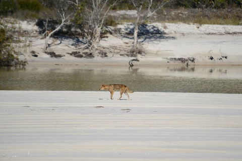 Sandy Straits Scenic & Wildlife Cruise - Attractions Sydney 10