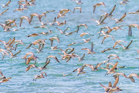 Sandy Straits Scenic & Wildlife Cruise - Attractions Sydney 4