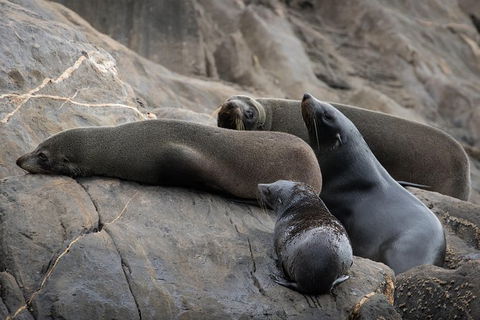 Kangaroo Island Ocean Safari - Snorkeling Safari - Attractions Sydney 7