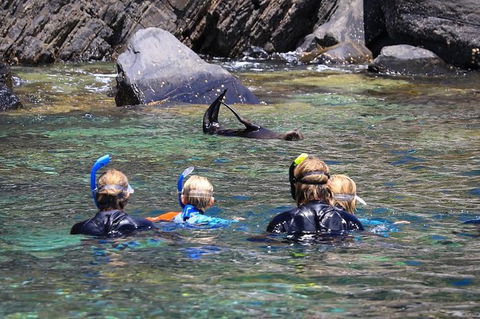 Kangaroo Island Ocean Safari - Snorkeling Safari - Attractions Sydney 4