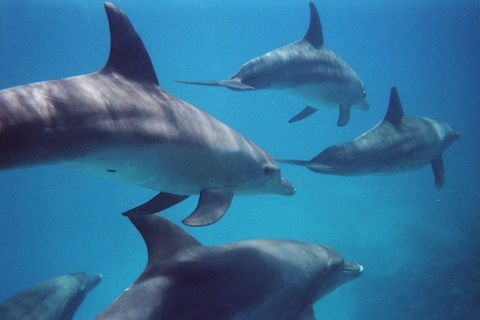 Kangaroo Island Ocean Safari - Snorkeling Safari - Attractions Sydney 3