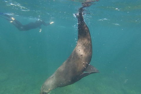 Kangaroo Island Ocean Safari - Snorkeling Safari - Attractions Sydney 6