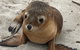 Kangaroo Island Scenic Trail Tour - thumb 6