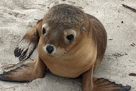 Kangaroo Island Scenic Trail Tour - Attractions Sydney 6