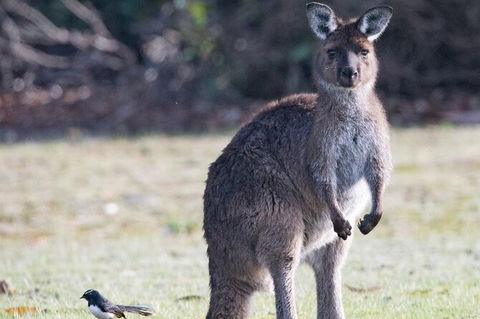 Kangaroo Island Luxury Small Group \'Island Life\' Full Day Tour - Attractions Sydney 1