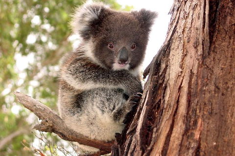 Kangaroo Island Luxury Small Group \'Island Life\' Full Day Tour - Attractions Sydney 0