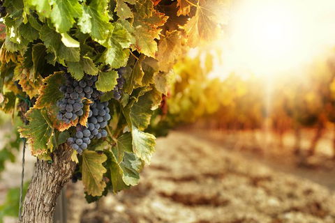Kangaroo Island Half Day Food And Wine Trail Tour - Attractions Sydney 0