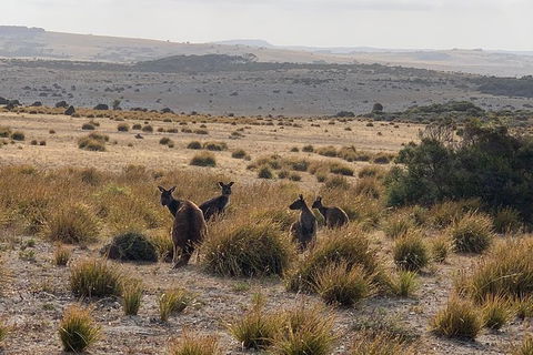 Kangaroo Island 4WD Tour - Dudley Peninsula - Attractions Sydney 6