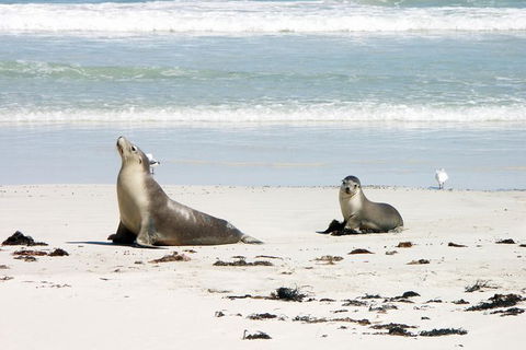 Kangaroo Island Personal Group Tours - Attractions Sydney 0