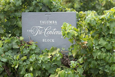 Yalumba Nursery & Grenache Discovery Tour + Platter Lunch - Attractions Sydney 0