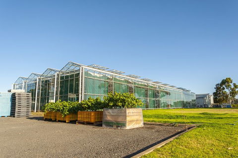Yalumba Nursery & Grenache Discovery Tour + Platter Lunch - Attractions Sydney 5
