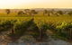 Yalumba Signature Tour - thumb 5