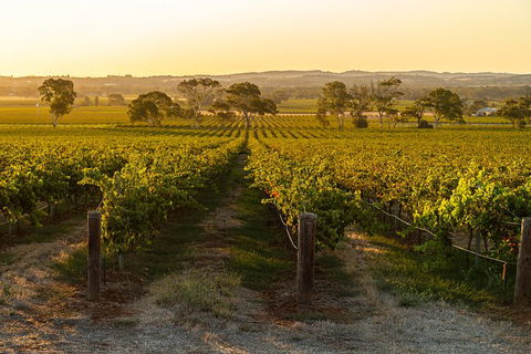 Yalumba Signature Tour - Attractions Sydney 5